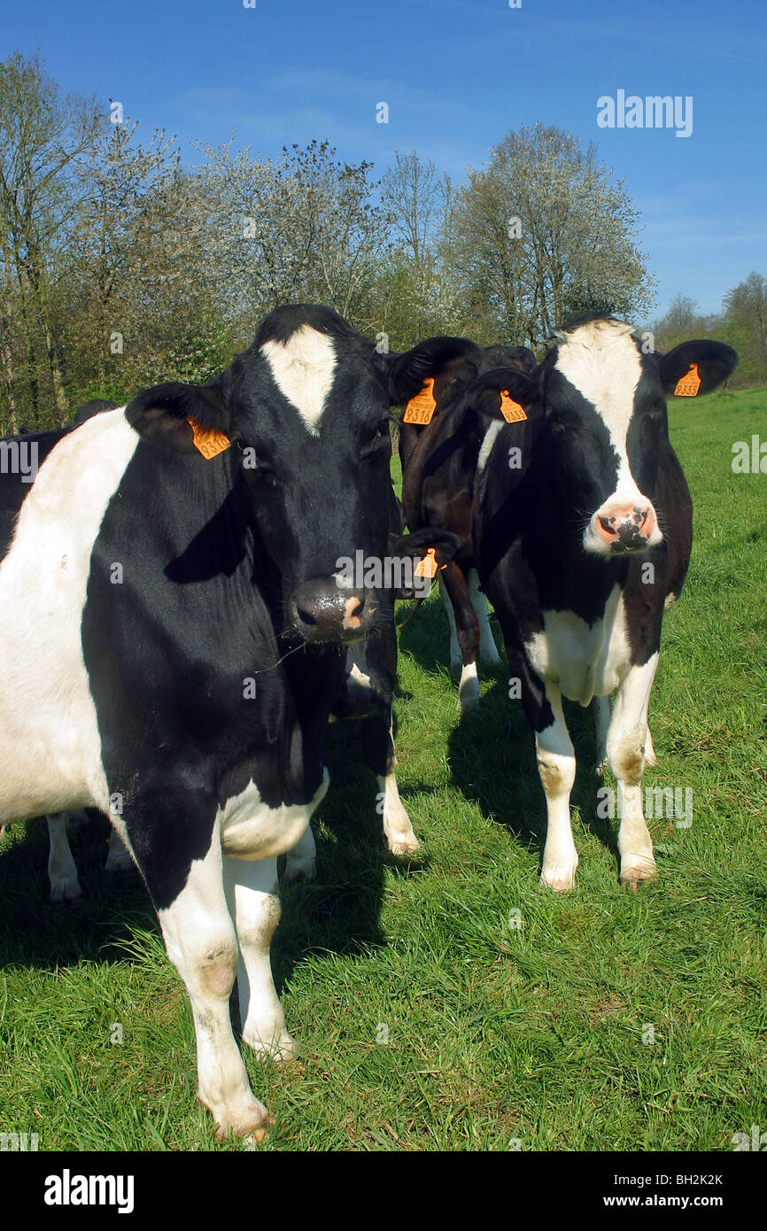 Vertical photo holstein cows hi-res stock photography and images - Alamy