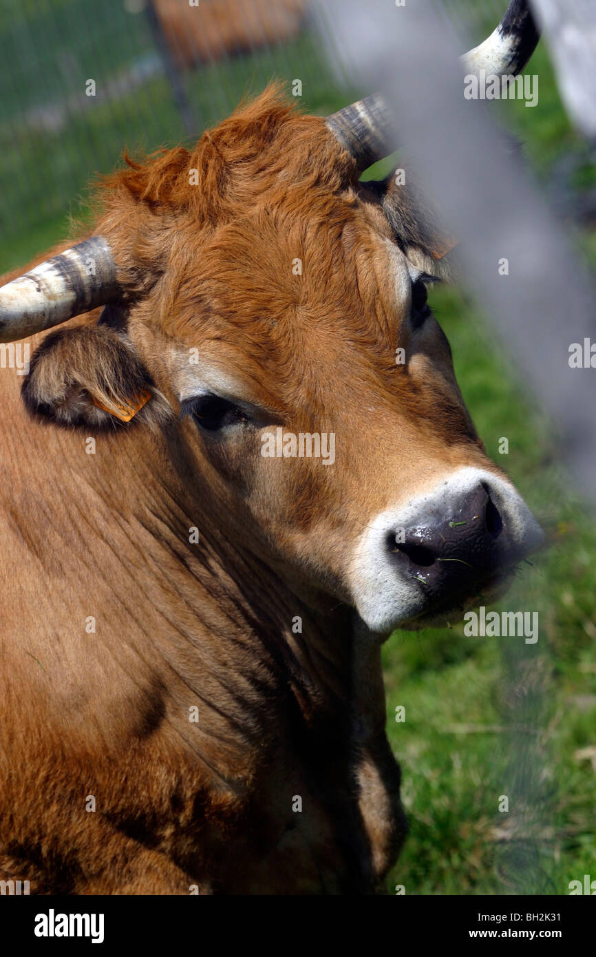AUBRAC COWS IN SUMMER PASTURE, AVEYRON (12 Stock Photo - Alamy