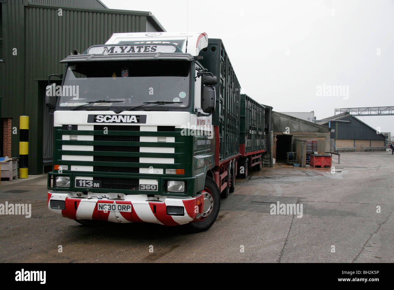 Livestock Lorry unloading pigs into an abattoir Stock Photo