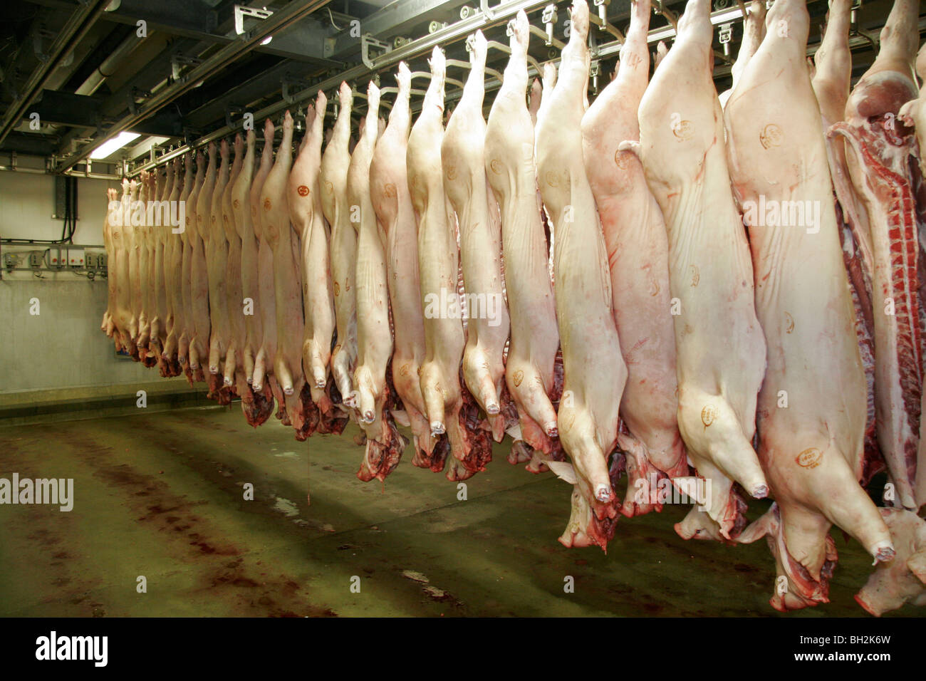 Pig carcasses hanging in a slaughterhouse Stock Photo - Alamy