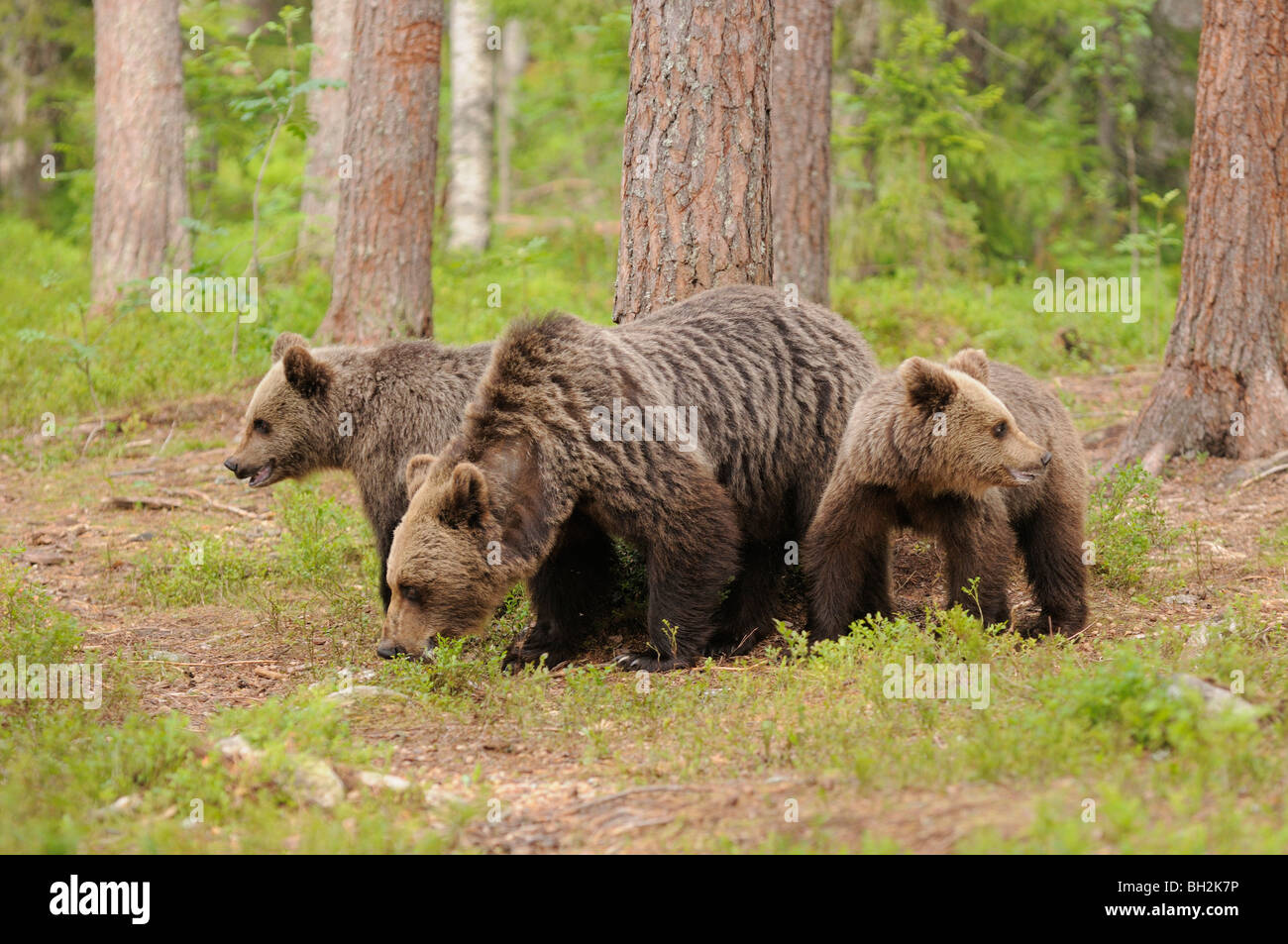 European Brown Bear Ursos arctos Mother and cubs Photographed in Finland Stock Photo