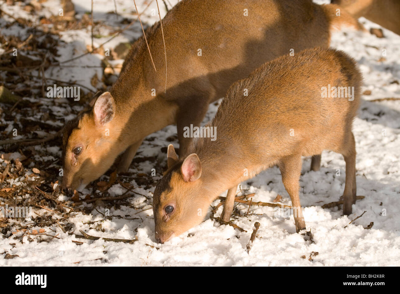 Muntjac Deer (Muntiacus reevesi). Female and just weaned fawn. Seeking food in hard winter weather. January. Norfolk. Stock Photo
