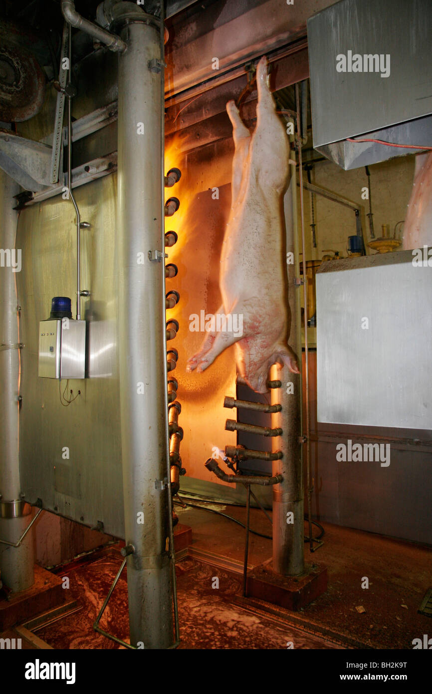 Pigs being processed through a slaughterhouse Stock Photo Alamy