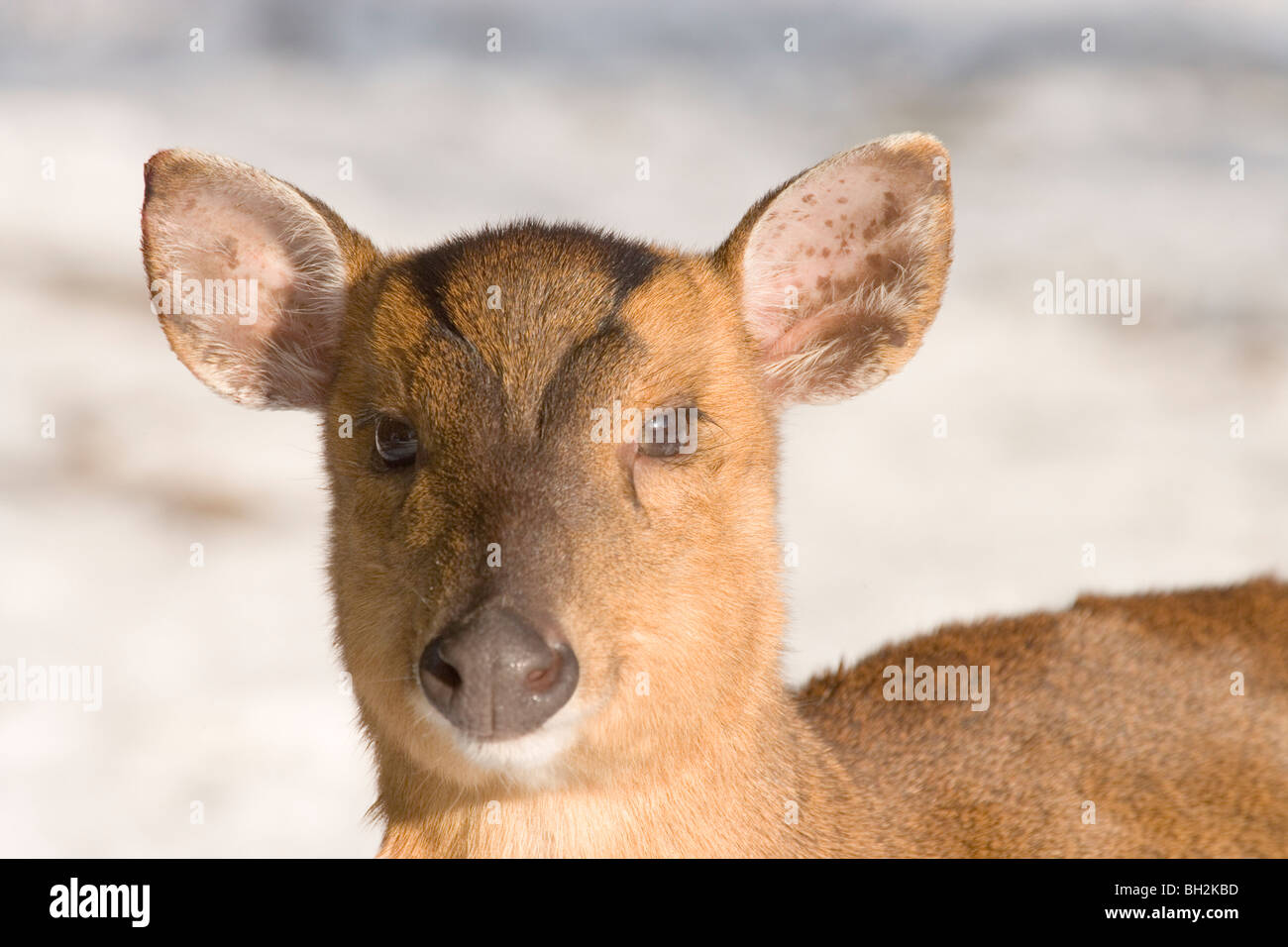 Muntjac Deer (Muntiacus reevesi). Female or doe. Winter snow background. Stock Photo