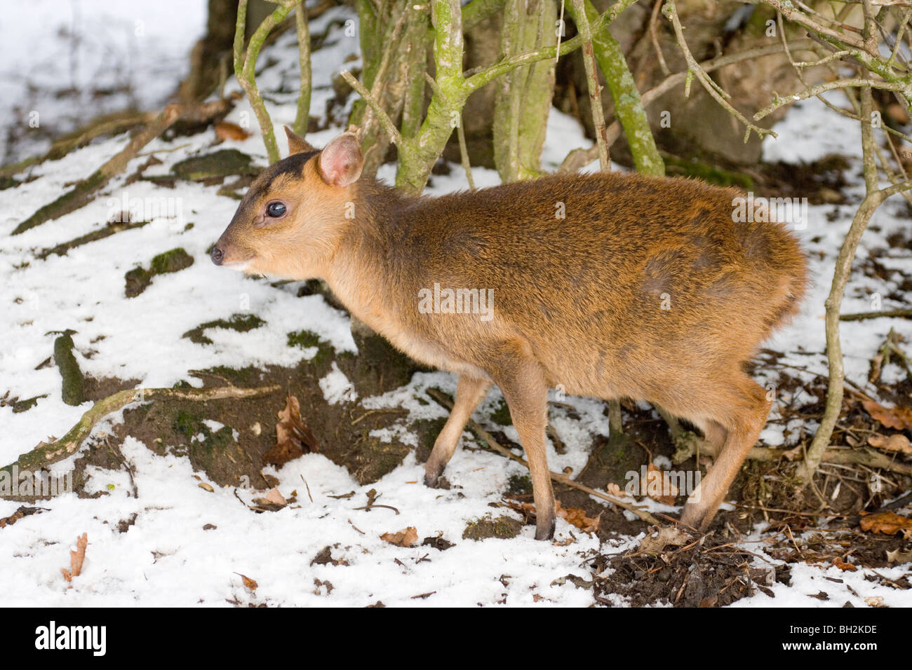 Muntjac Deer (Muntiacus reevesi). Fawn. Young. Baby. Winter, January. Stock Photo