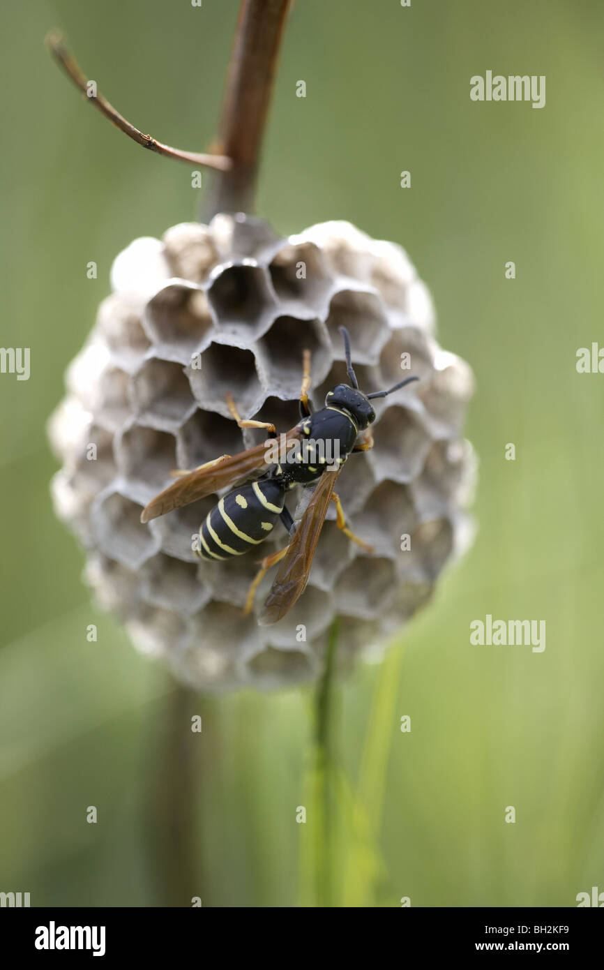 European paper wasp, Polistes dominula (misspelled as dominulus) constructing a nest Stock Photo