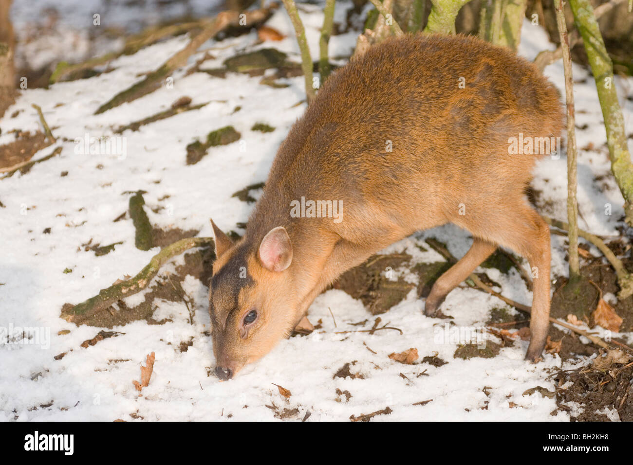 Muntjac Deer Fawn (Muntiacus reevesi). Recently weaned youngster, now seeking solid food in atrocious winter weather. Norfolk. Stock Photo