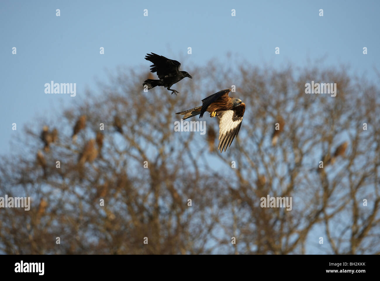 Raven, Corvus corax mobbing a Red Kite, Milvus milvus mid Wales, UK Stock Photo