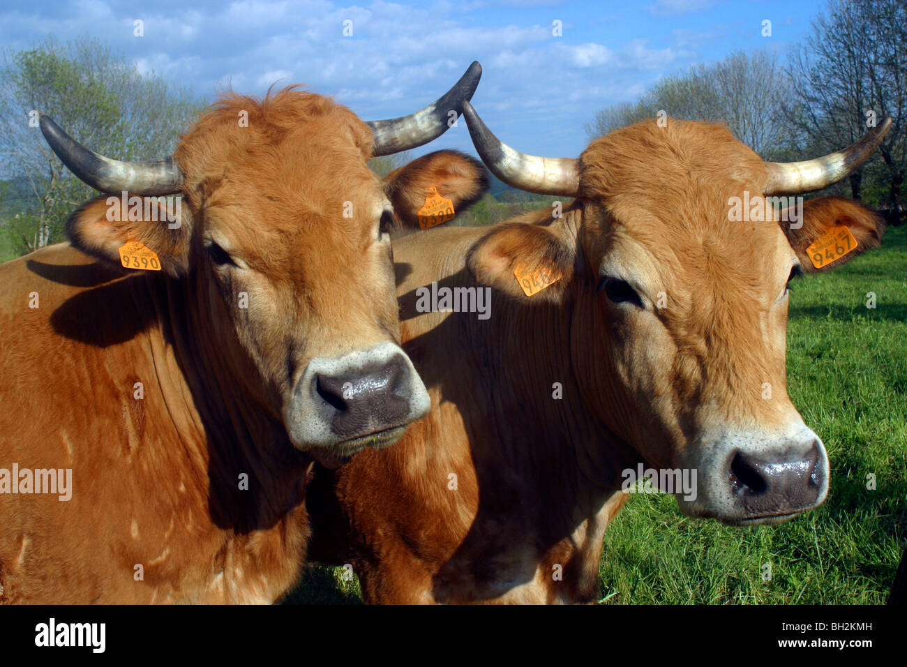 COWS OF THE AUBRAC BREED IN SUMMER PASTURE, AVEYRON (12 Stock Photo - Alamy