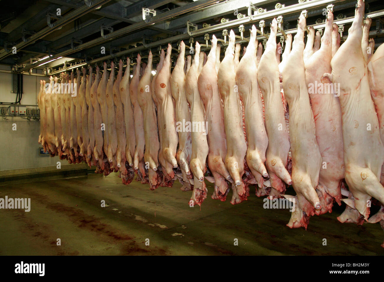 Pigs carcass hires stock photography and images Alamy