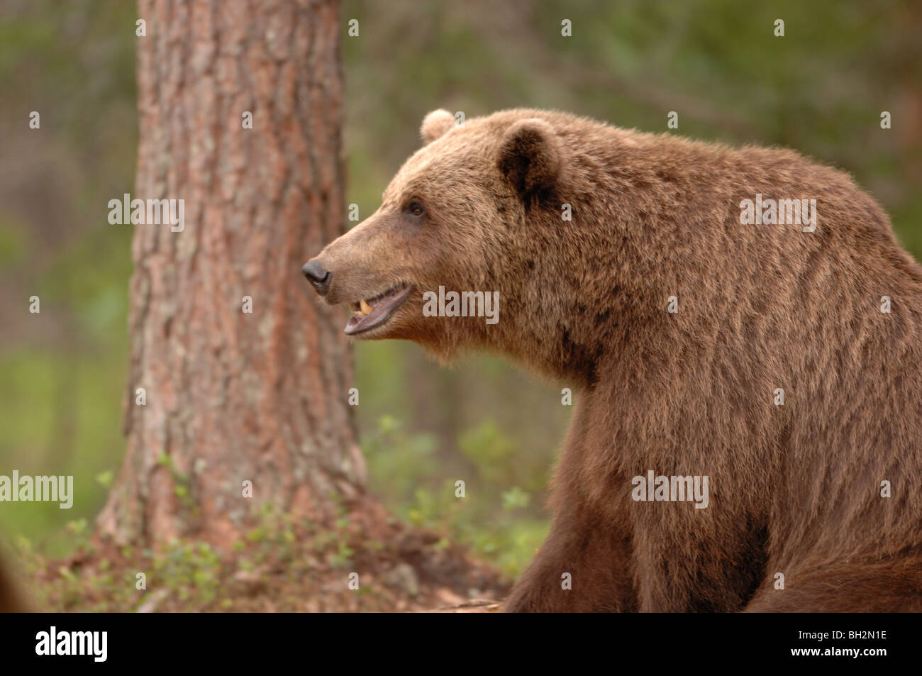 European Brown Bear Ursos arctos Photographed in Finland Stock Photo