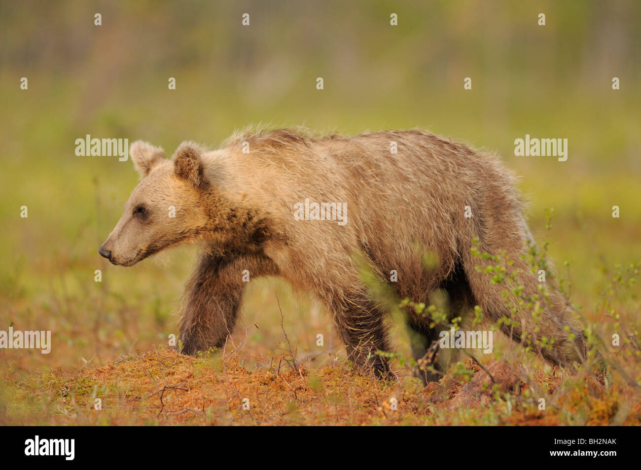 European Brown Bear Ursos arctos Two year old cub Photographed in Finland Stock Photo
