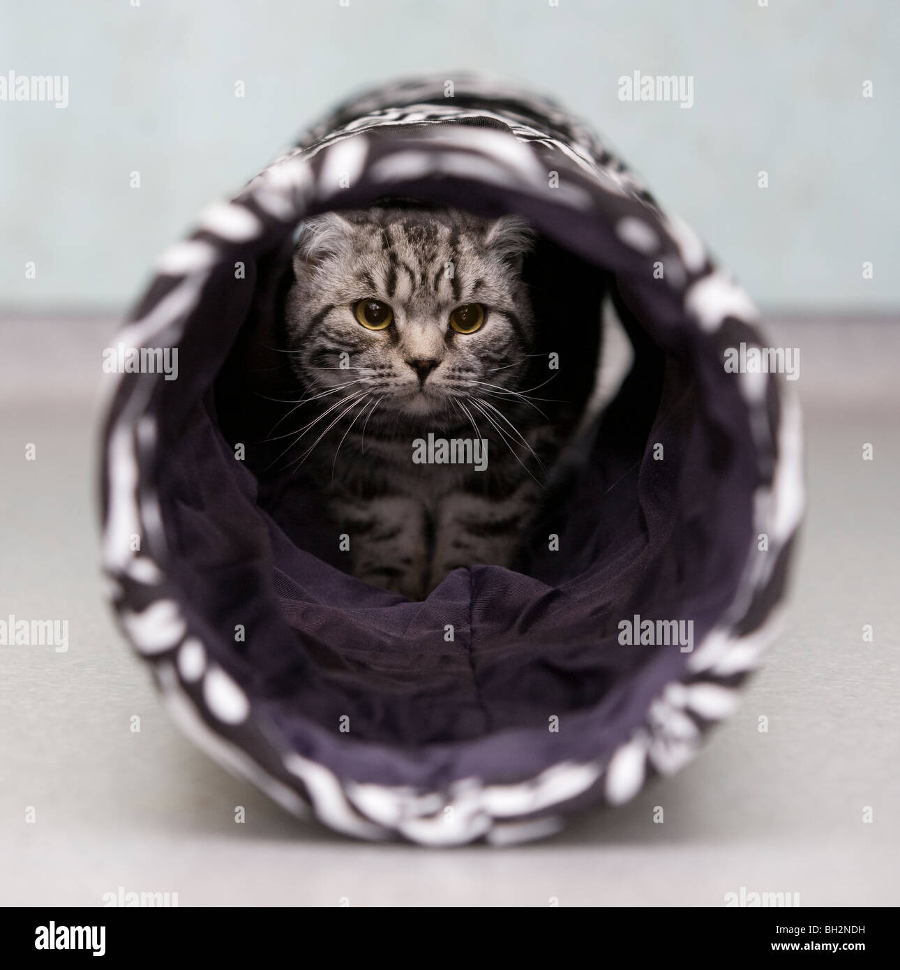 Domestic Cat in a play Tunnel. Picture by James Boardman Stock Photo