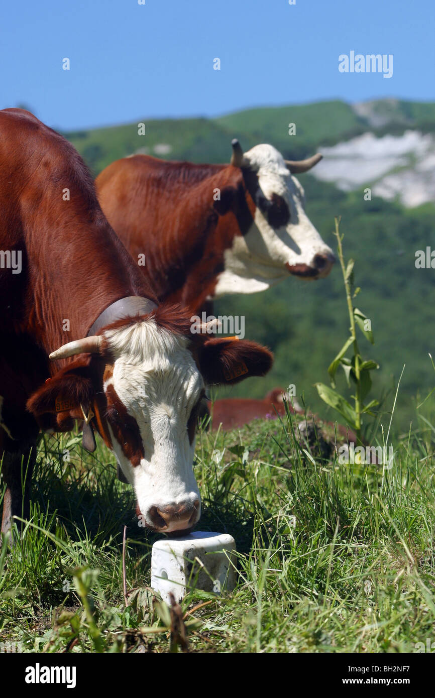 HERD OF ABONDANCE COWS IN THE BEAUFORTIN, SAVOY (73), RHONE-ALPES, FRANCE Stock Photo