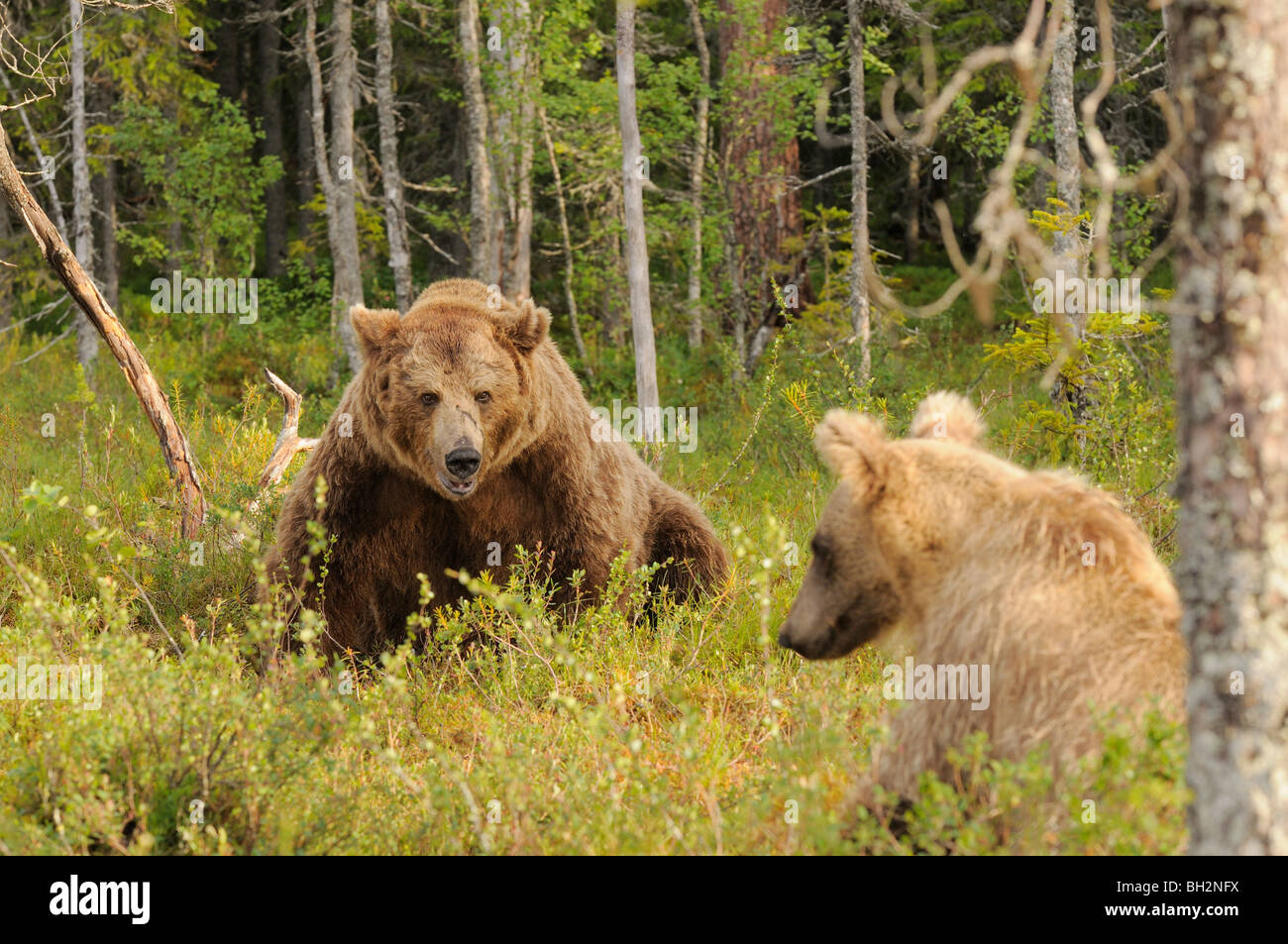 European Brown Bear Ursos arctos Two year old cub deferring to old male Photographed in Finland Stock Photo
