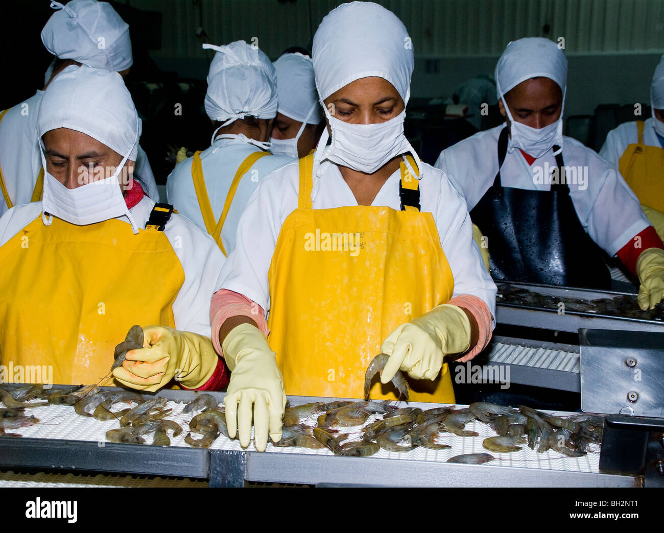 Ecuador. Guayaquil city. Factory shrimp and fish processing. Selection