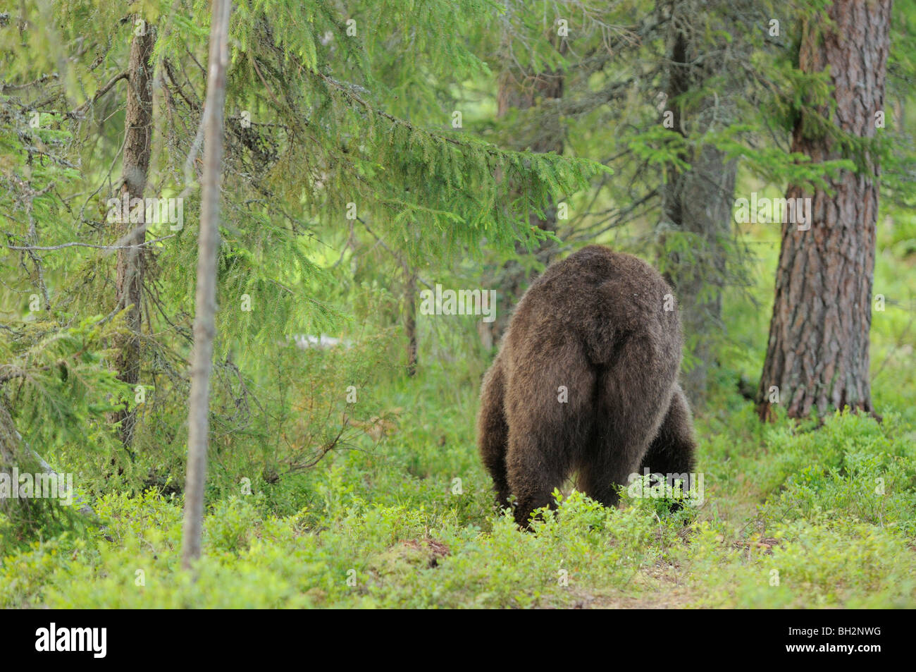 European Brown Bear Ursos arctos Adult  Photographed in Finland Stock Photo
