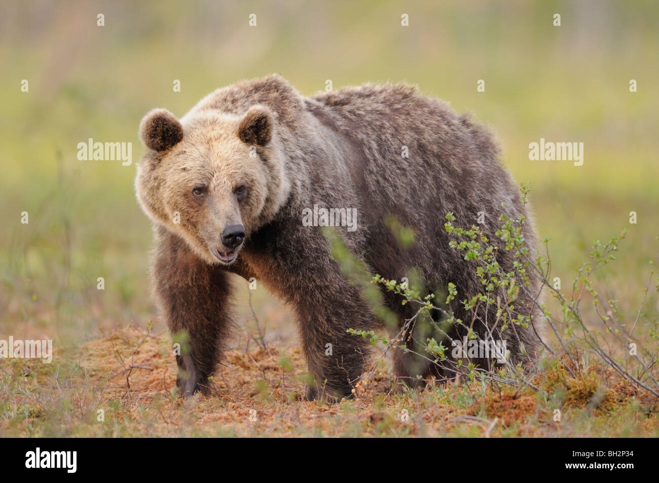 European Brown Bear Ursos arctos Photographed in Finland Stock Photo