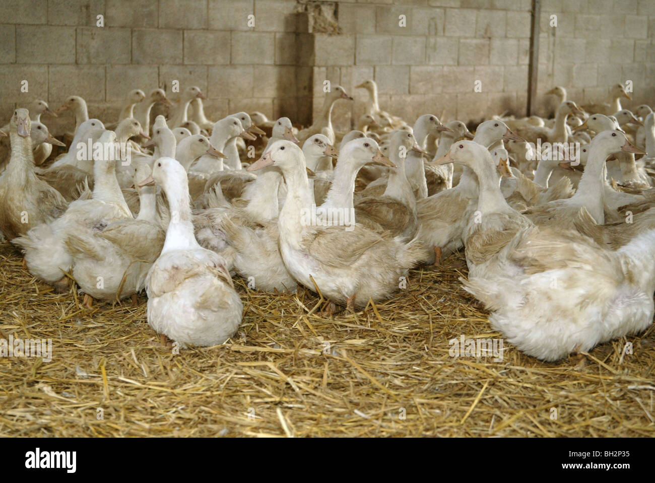 Barn Reared Ducks For Egg Production Stock Photo