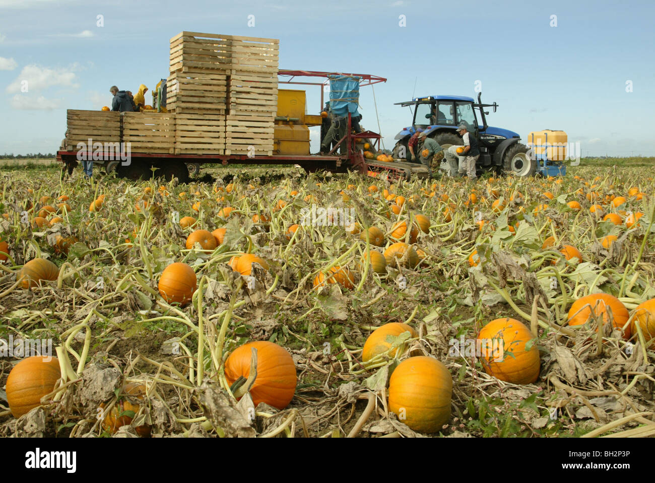 Harvesting Pumpkins Stock Photo Alamy