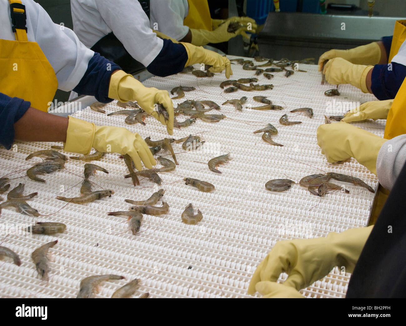 Ecuador. Guayaquil city. Factory shrimp and fish processing. Selection of prawns. Stock Photo