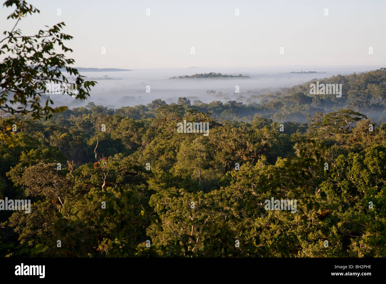 Canopy visibility hi-res stock photography and images - Alamy