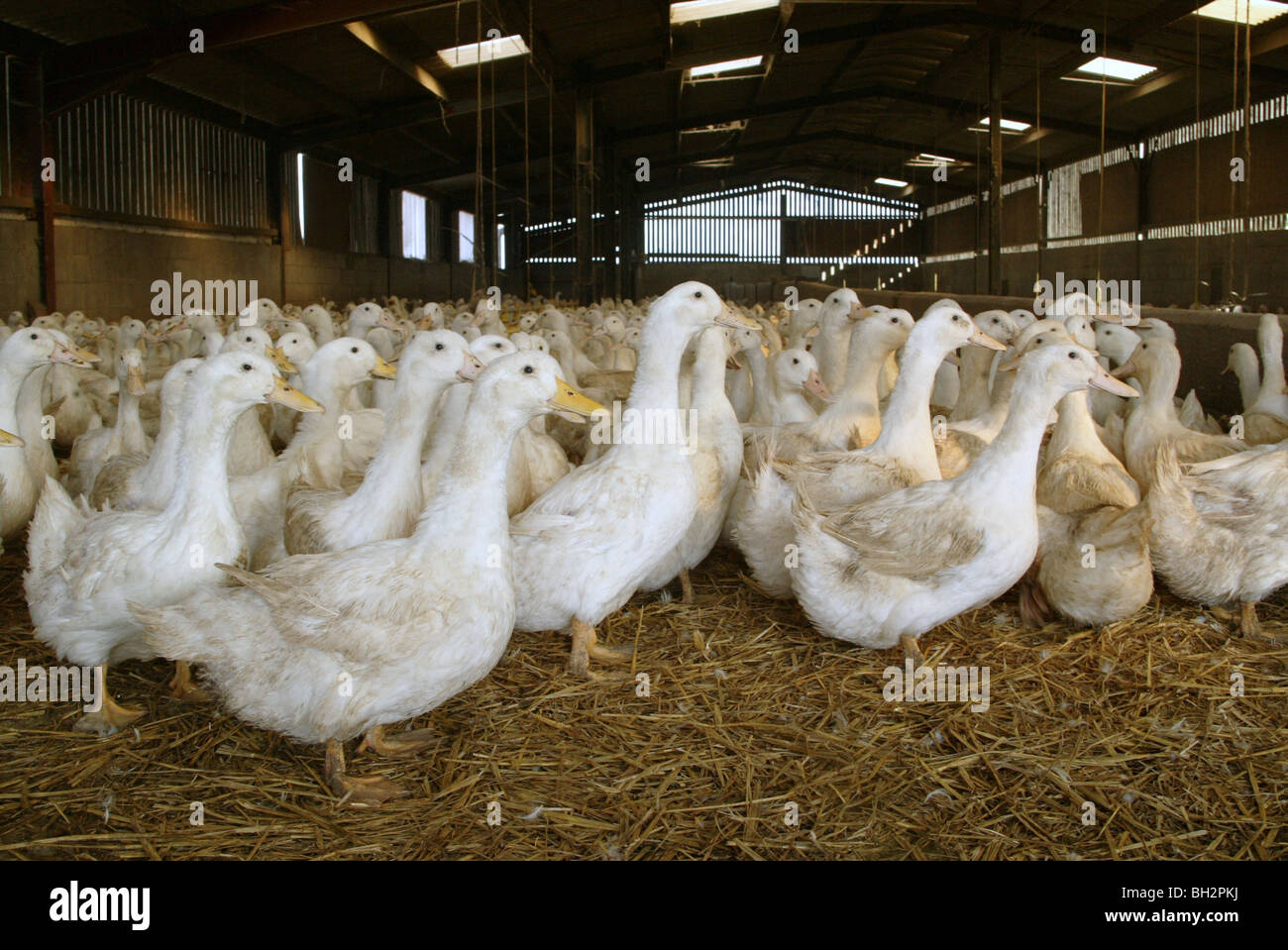 Barn feed ducks for egg production Stock Photo