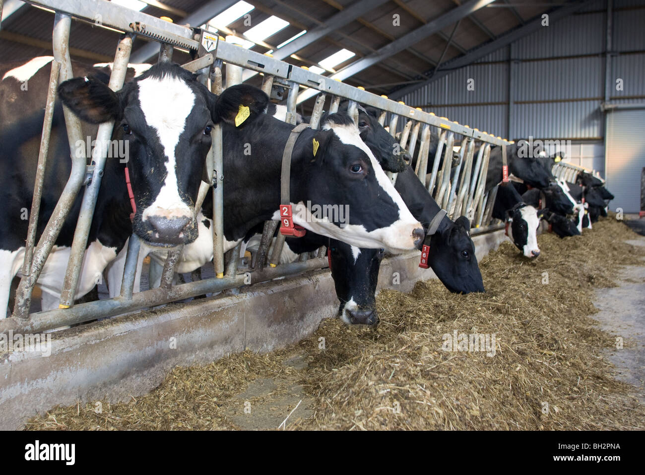 Dairy cows in a shed eating silage Stock Photo - Alamy