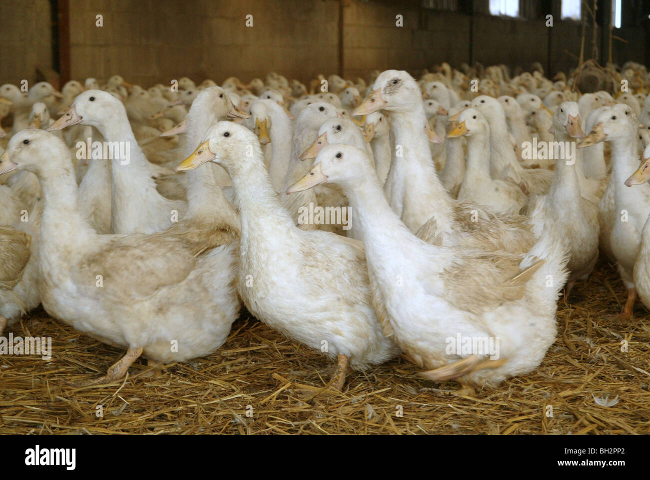 Barn feed ducks for egg production Stock Photo