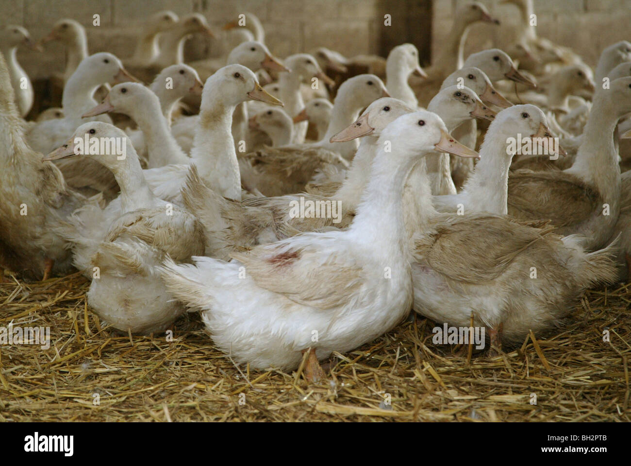 Barn feed ducks for egg production Stock Photo