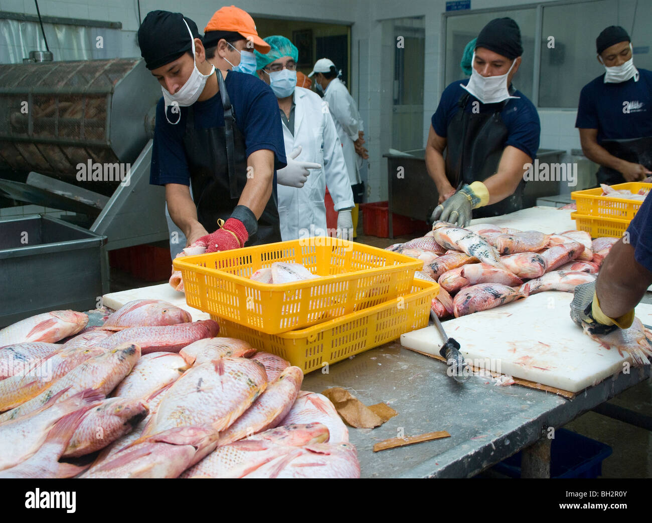 Ecuador. Guayaquil city. Factory shrimp and fish processing. Tilapia