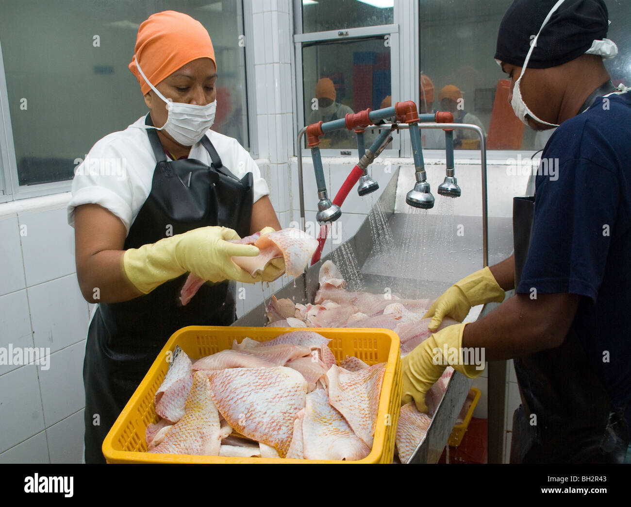 Fish processing plant hires stock photography and images Alamy