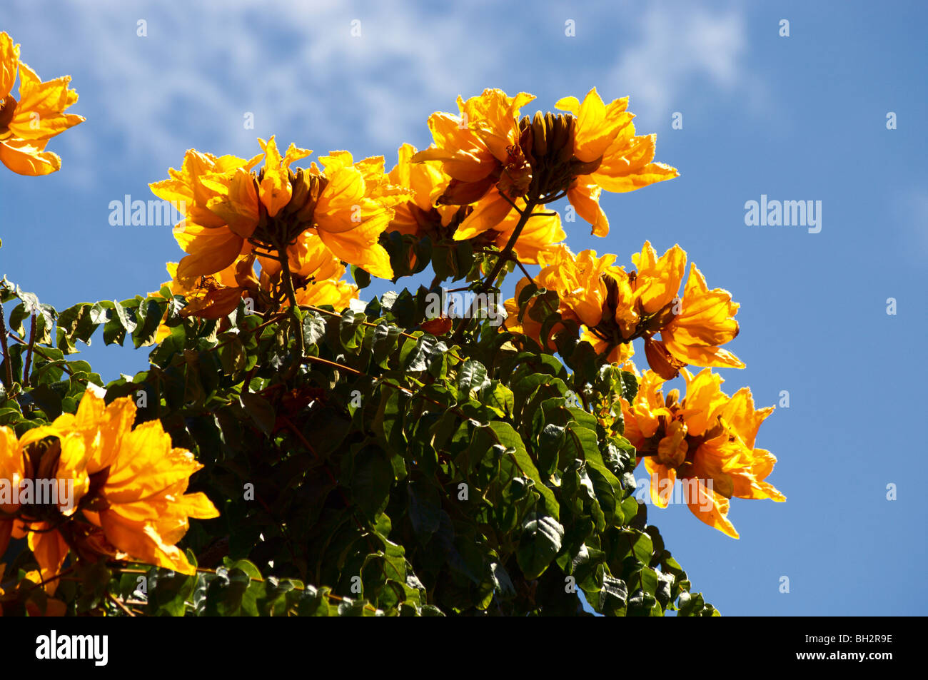 Yellowflowered variety of the African Tulip Tree Kauai HI Stock Photo