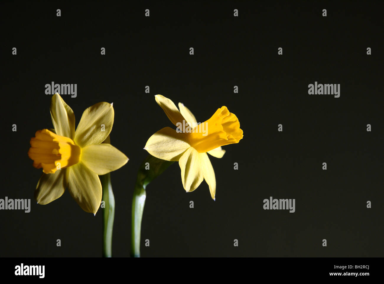 Narcissus jonquilla Stock Photo