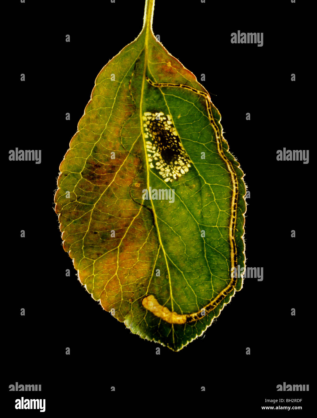 Leafminer damage to apple leaf with round (Lithocolletis) & long (Lyonetia) mines Stock Photo