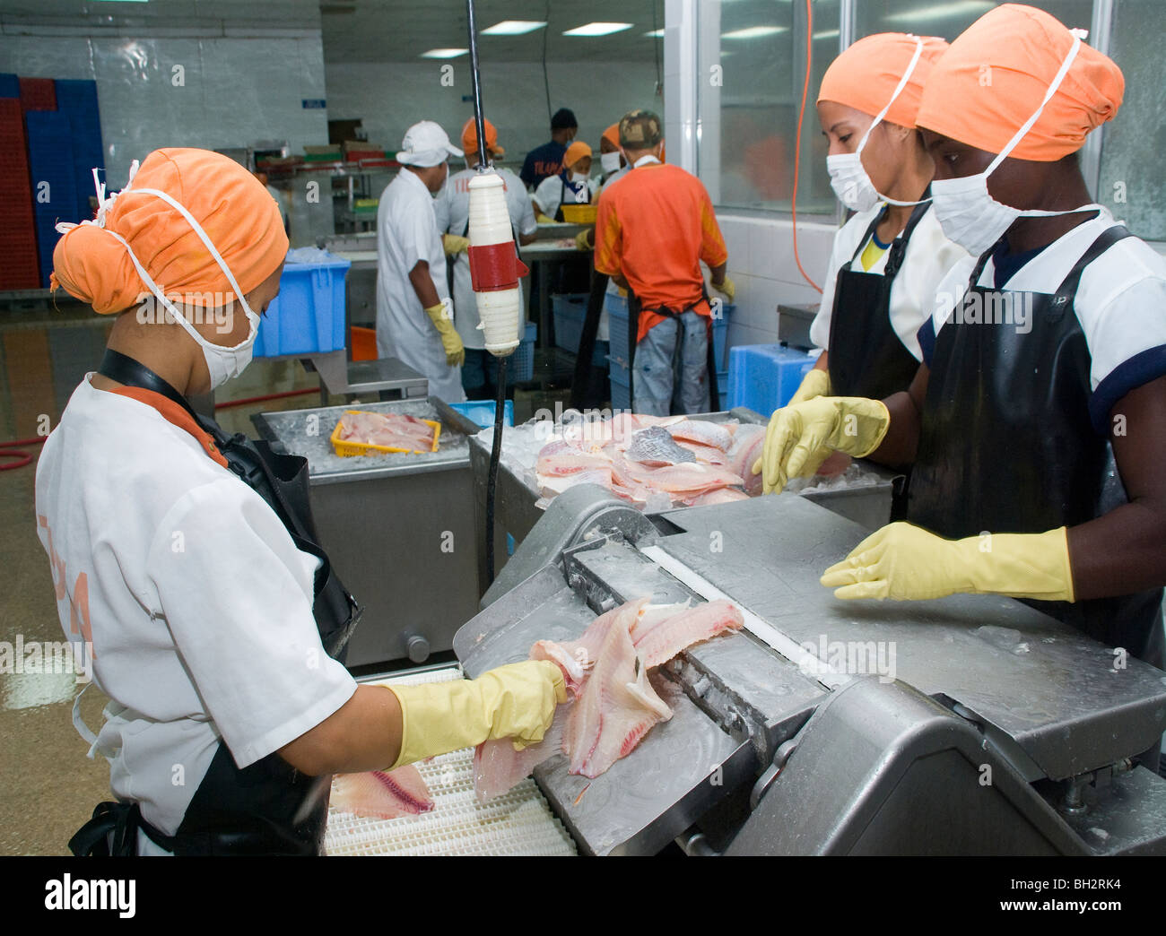 Ecuador. Guayaquil city. Factory shrimp and fish processing. Tilapia fish processing. Stock Photo