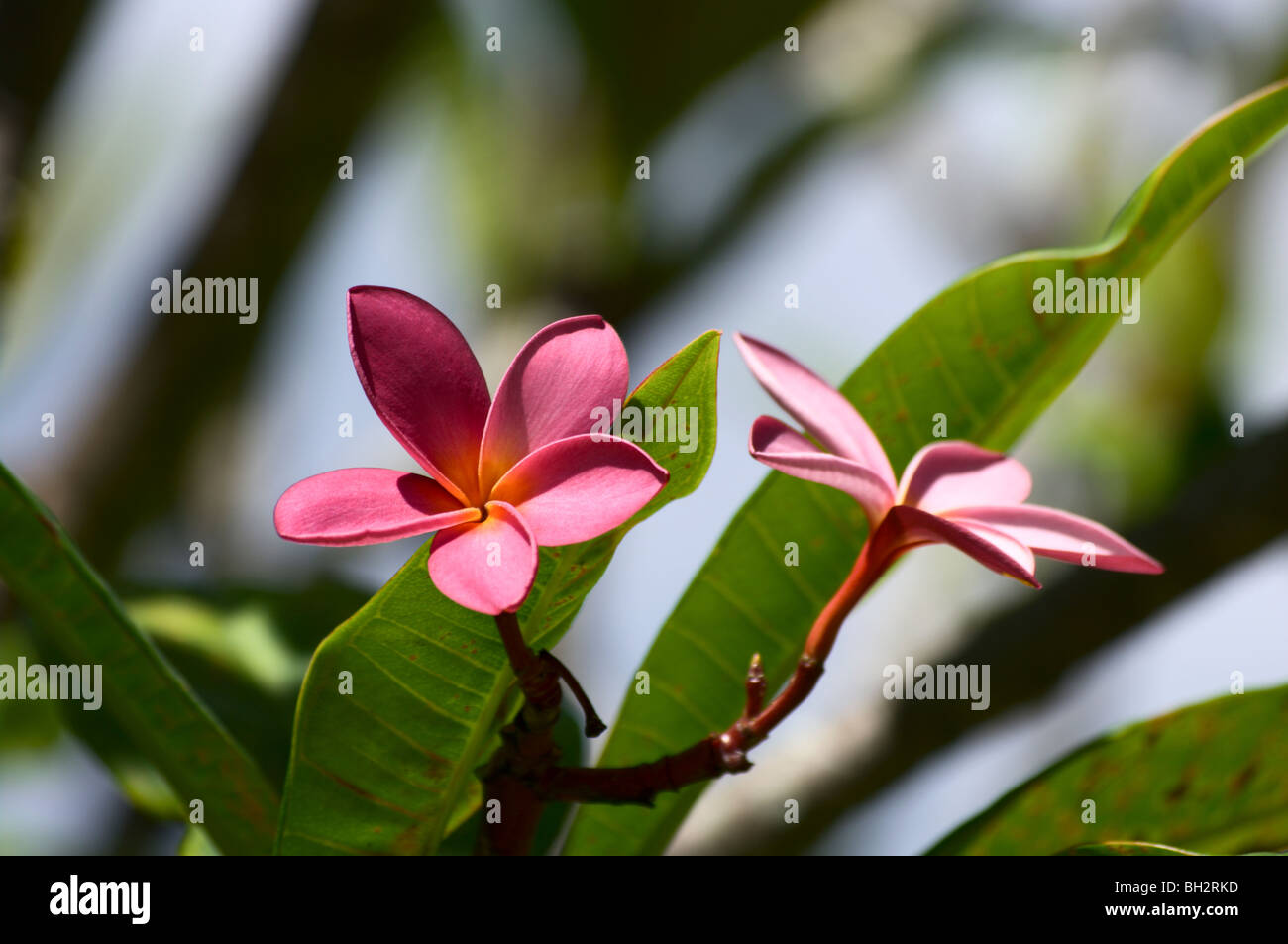 Pink flowers of Plumeria rubra Stock Photo - Alamy