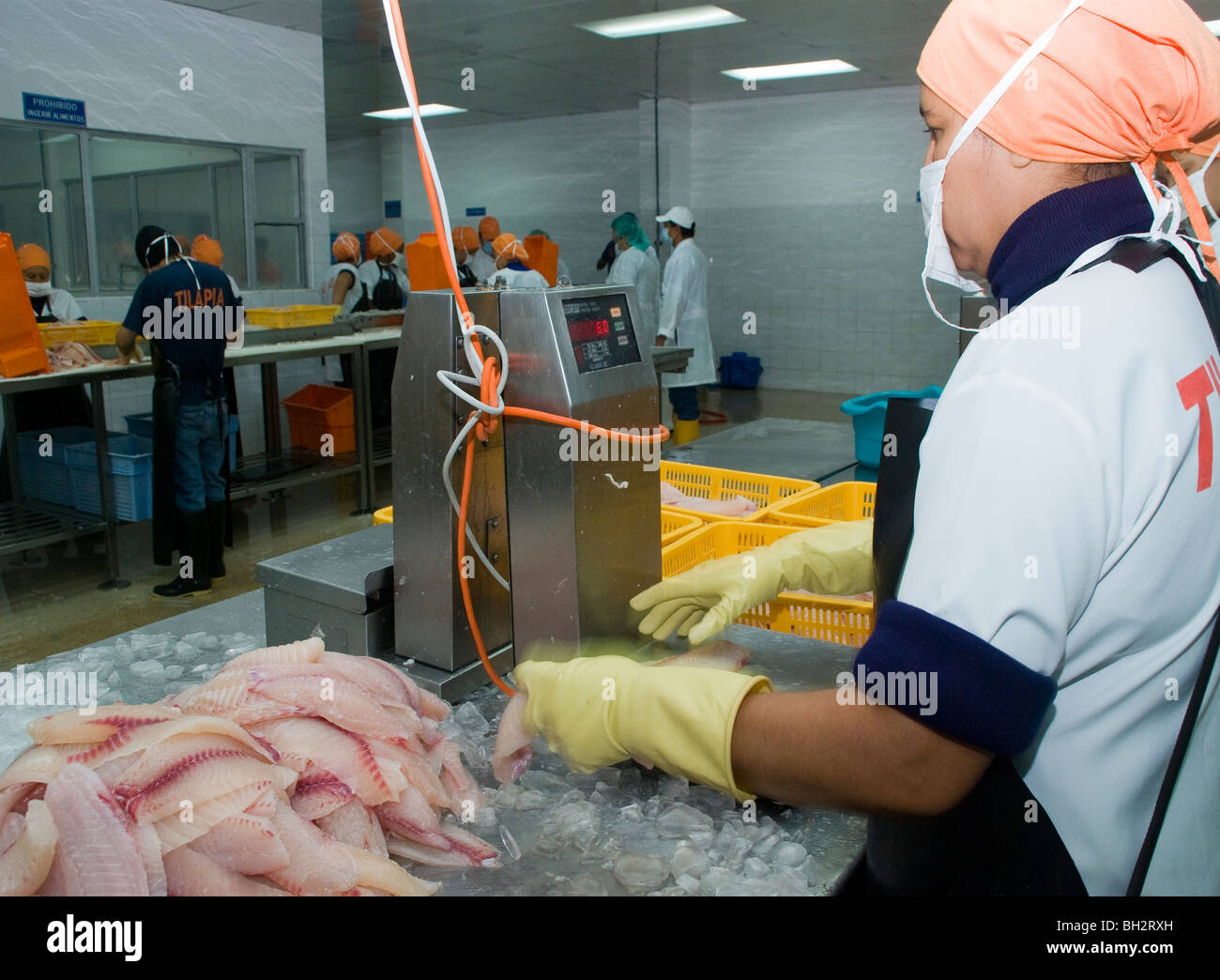 Ecuador. Guayaquil city. Factory shrimp and fish processing. Tilapia