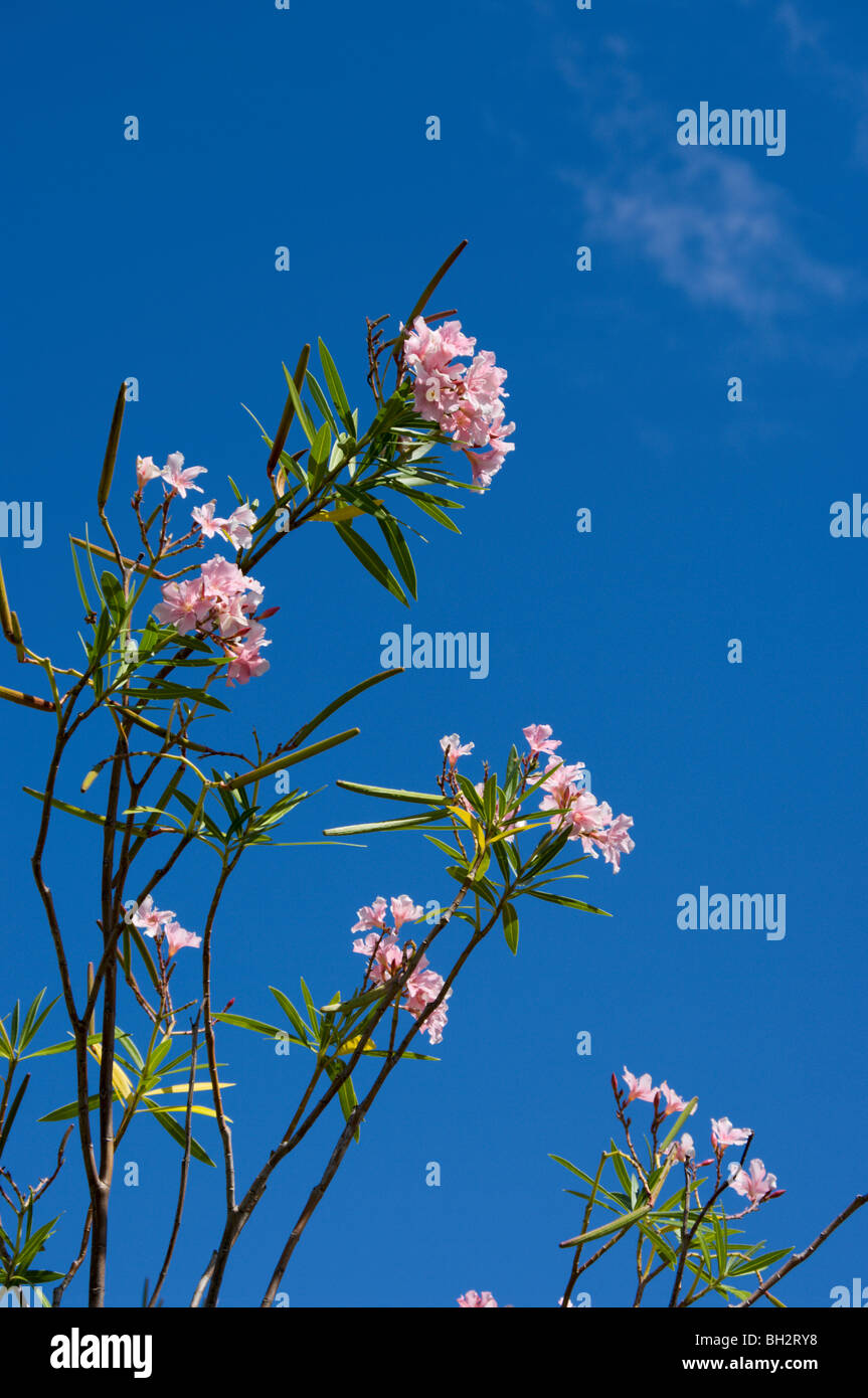 Pink flowers of Nerium oleander against blue sky Kauai HI Stock Photo