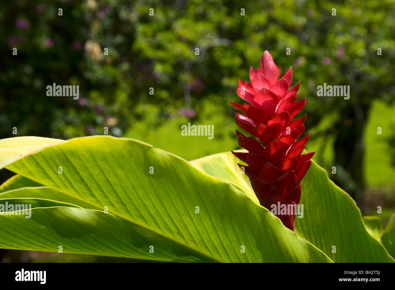 Red ginger blossom Kauai HI Stock Photo