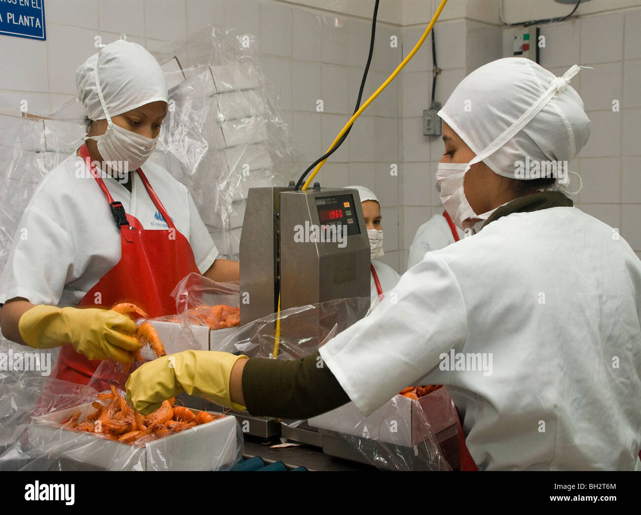 Ecuador. Guayaquil city. Factory shrimp and fish processing. Selection