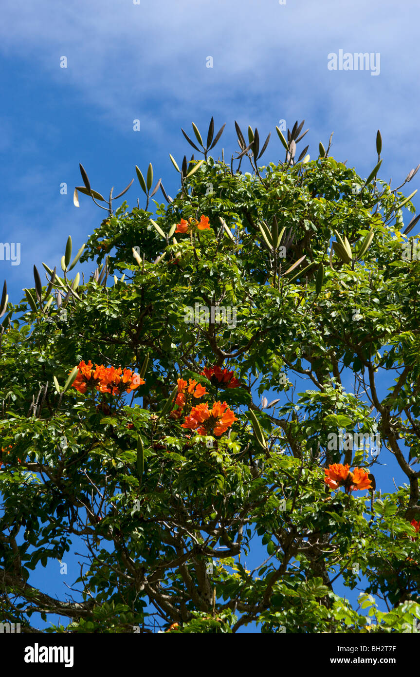 Orange flowers and seed pods of the African Tulip Tree Stock Photo Alamy