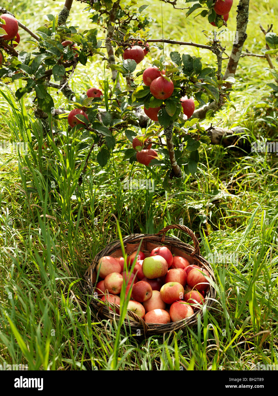 Basket full of apples Stock Photo Alamy