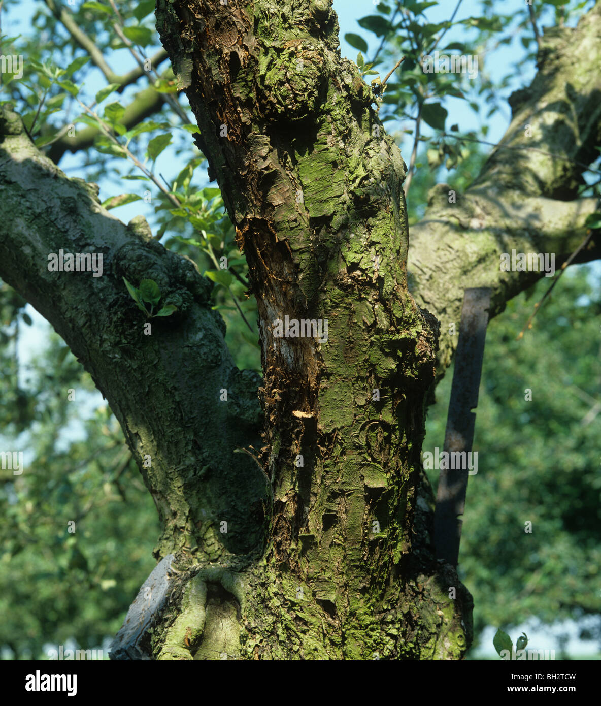 Collar rot (Phytophthora cactorum) infection on old apple tree Stock Photo