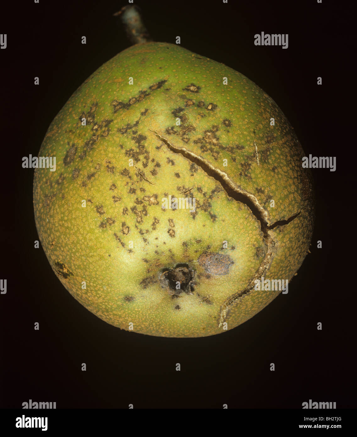 Pear scab (Venturia pyrina) spotting and cracking on pear fruit Stock Photo