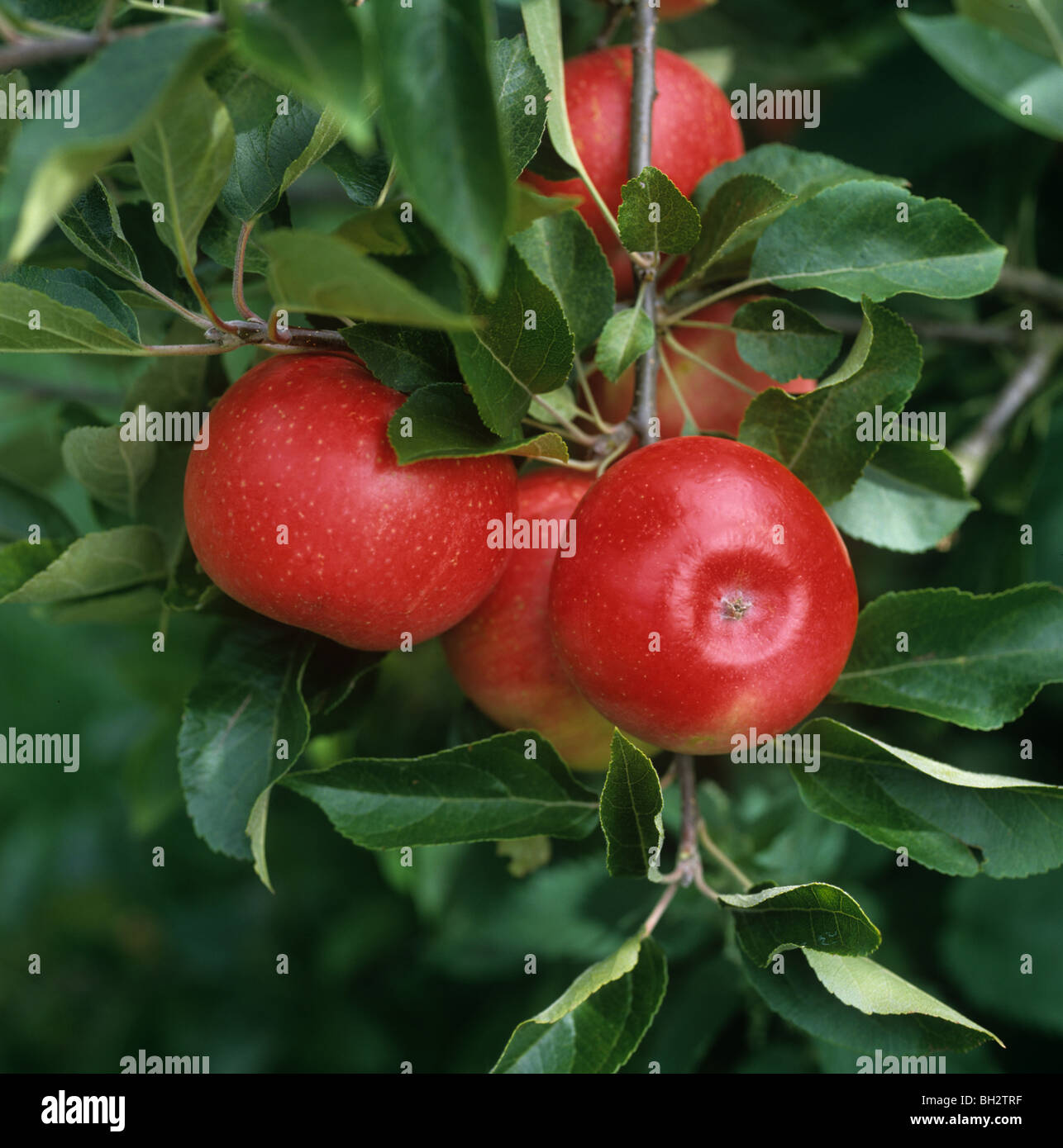 Ripe red Discovery apple fruit on the tree, Gloucestershire Stock Photo