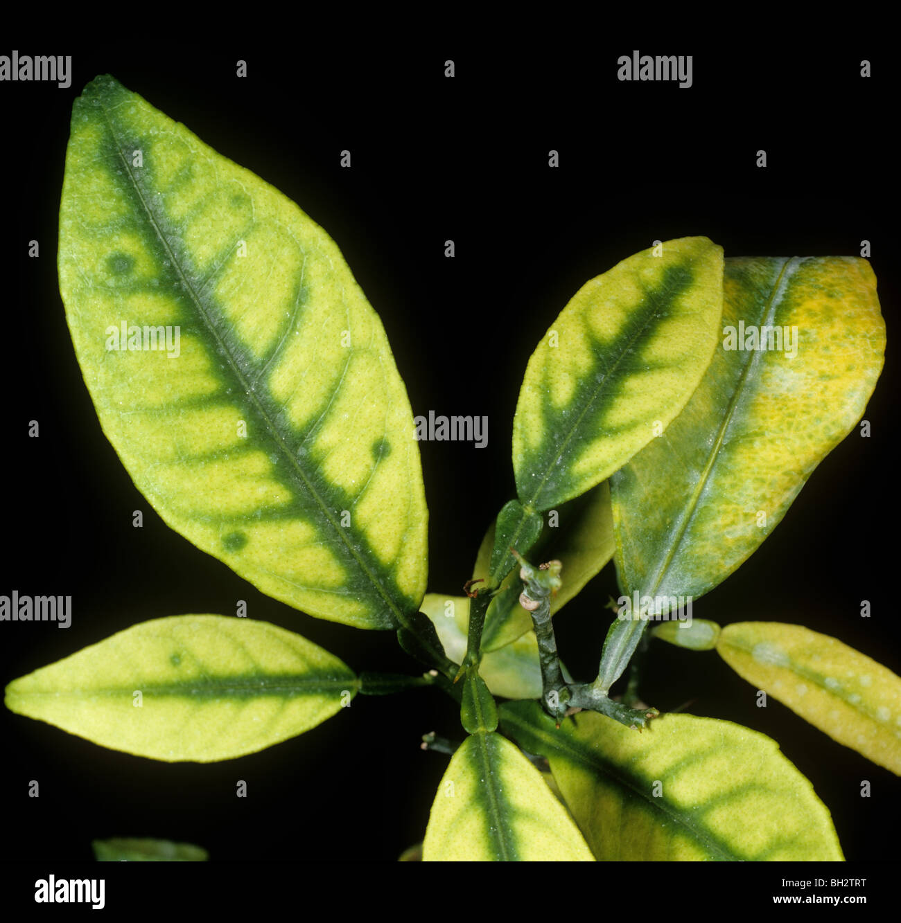 Citrus greening (Candidatus Liberibacter spp.) symptom on orange leaf Stock Photo