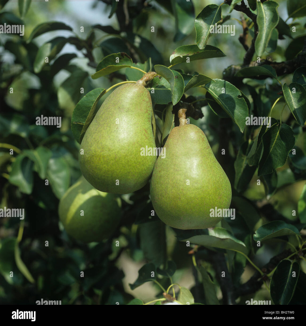 Mature Doyenne du Comice pear fruits on the tree, Oxfordshire Stock Photo