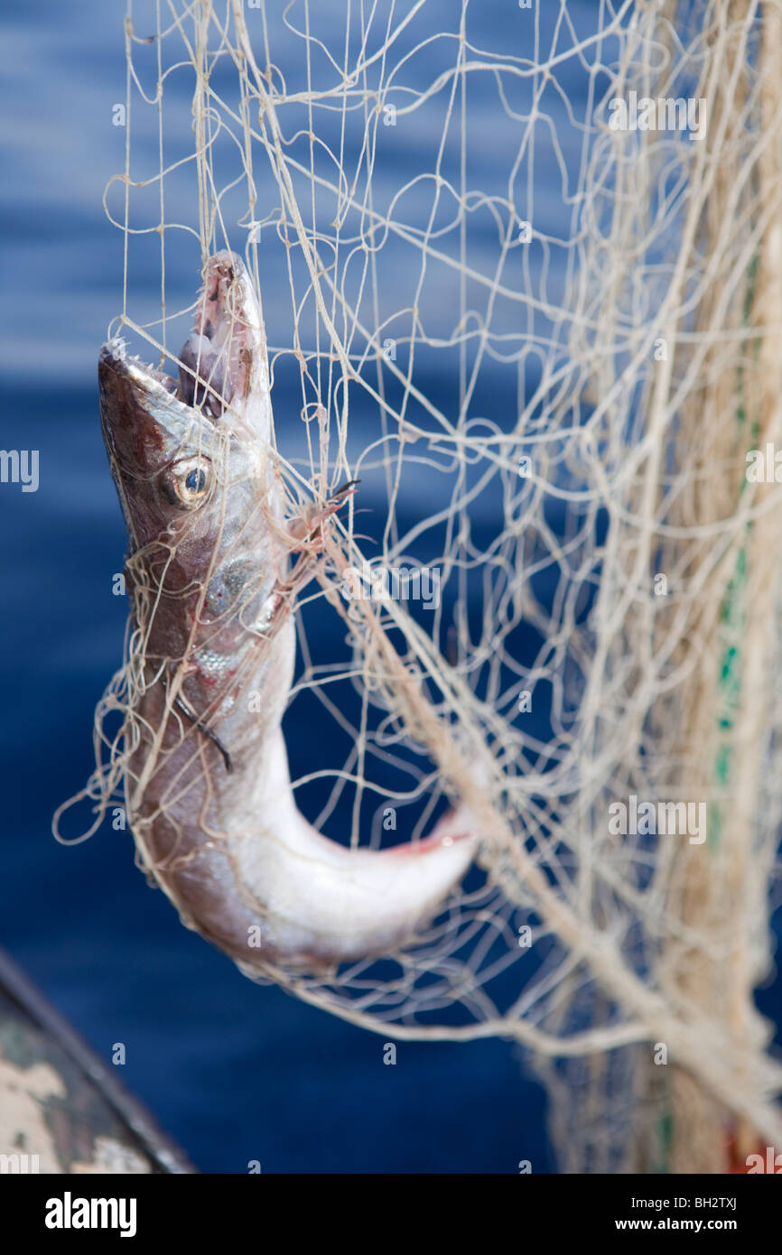 fish in netting Stock Photo Alamy