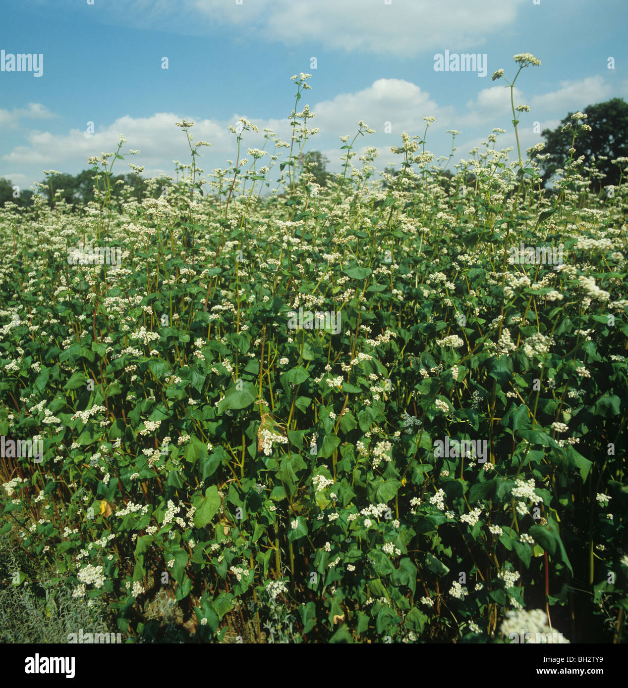 Flowering buckwheat (Fagopyrum esculentum) a subsitute grain crop Stock Photo